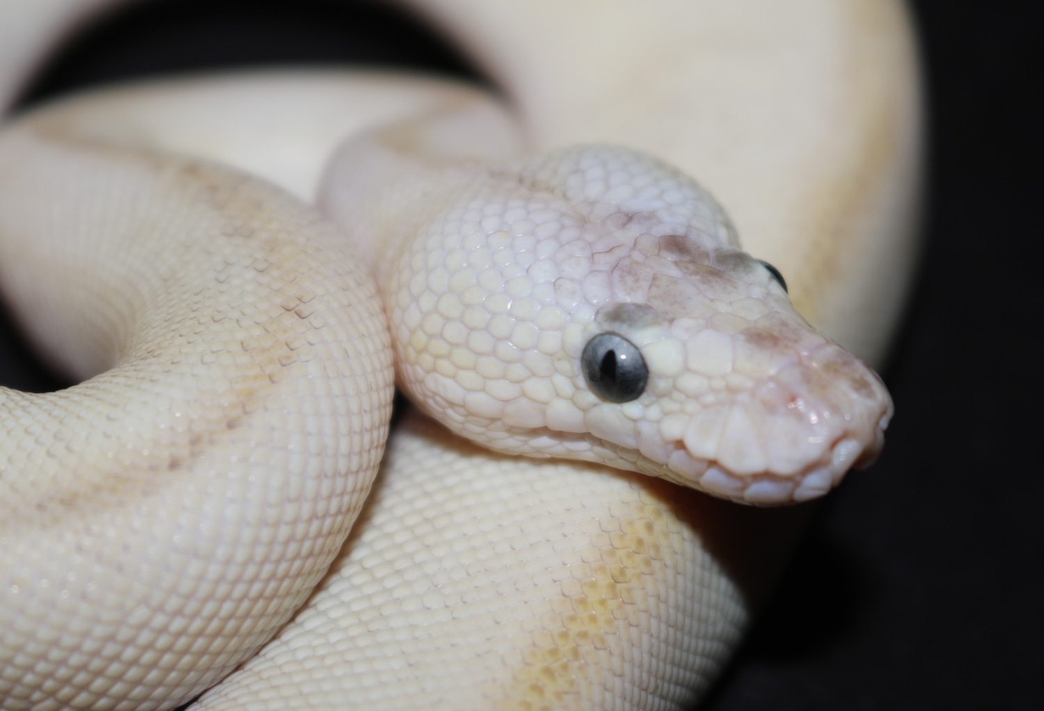 Super Pastel Champagne Ball Python by Wards World Of Reptile ...