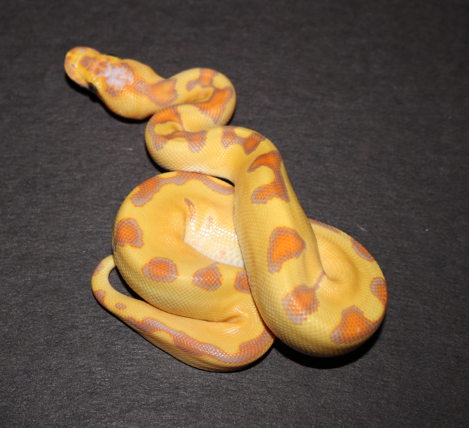 Banana Enchi Clown Ball Python by Wards World Of Reptile Propagation