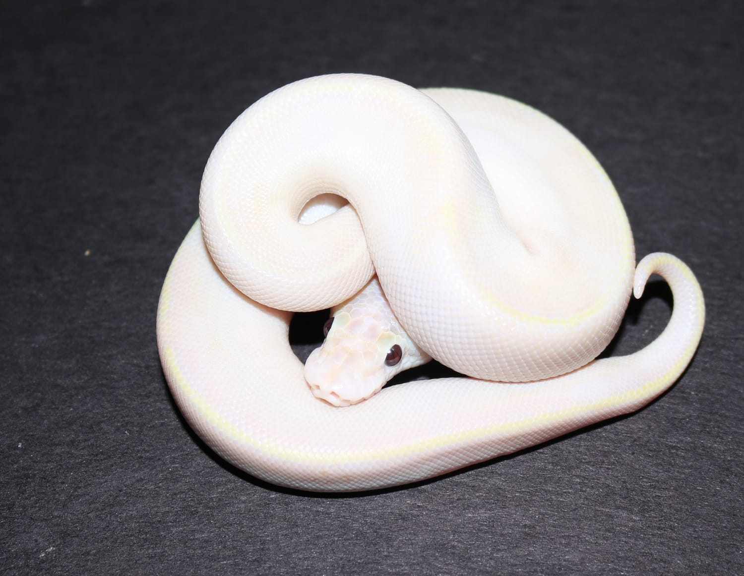 Banana Ivory Ball Python by Wards World Of Reptile Propagation