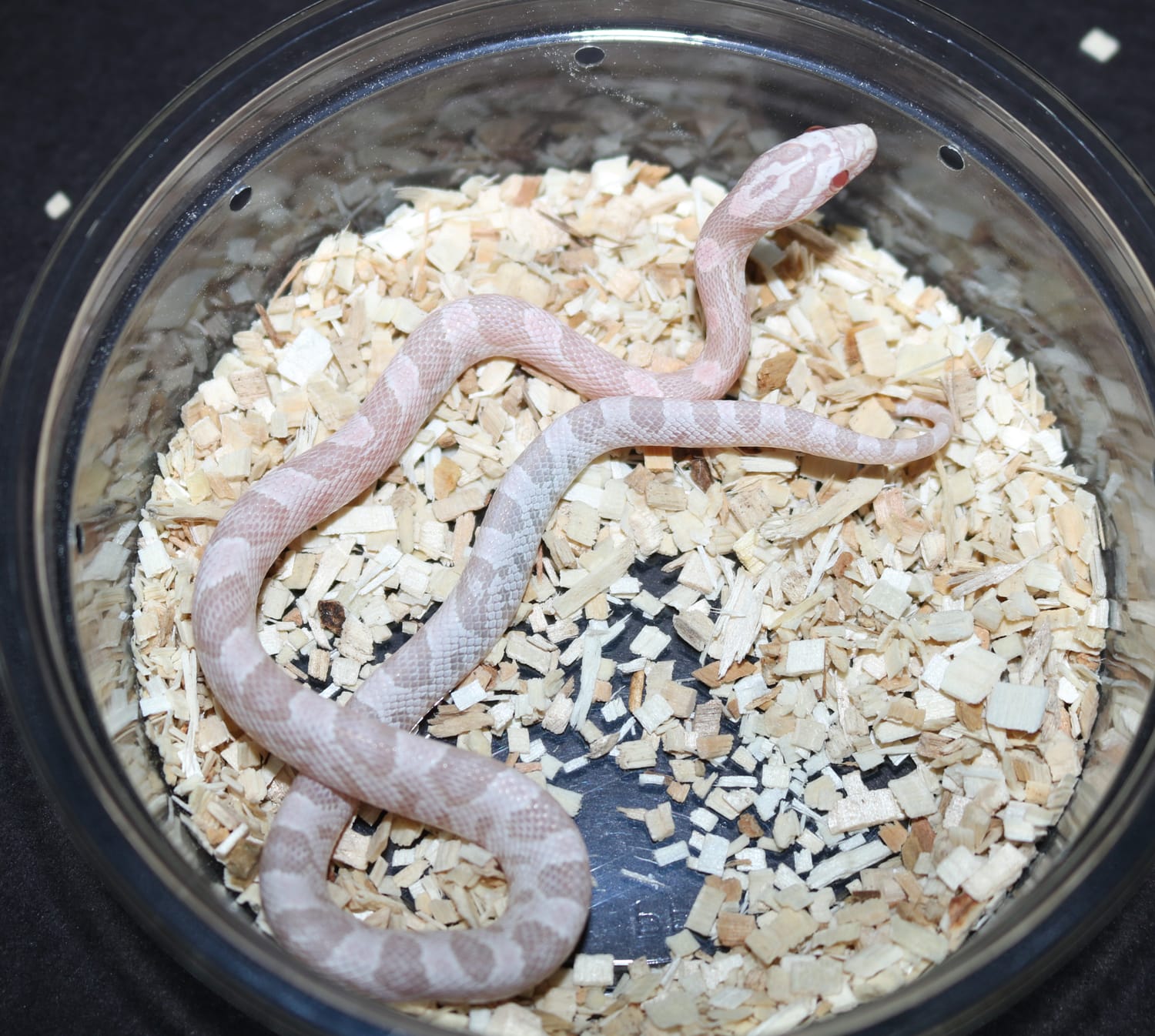 Pink Coral Snow Corn Snake by Wards World Of Reptile Propagation ...