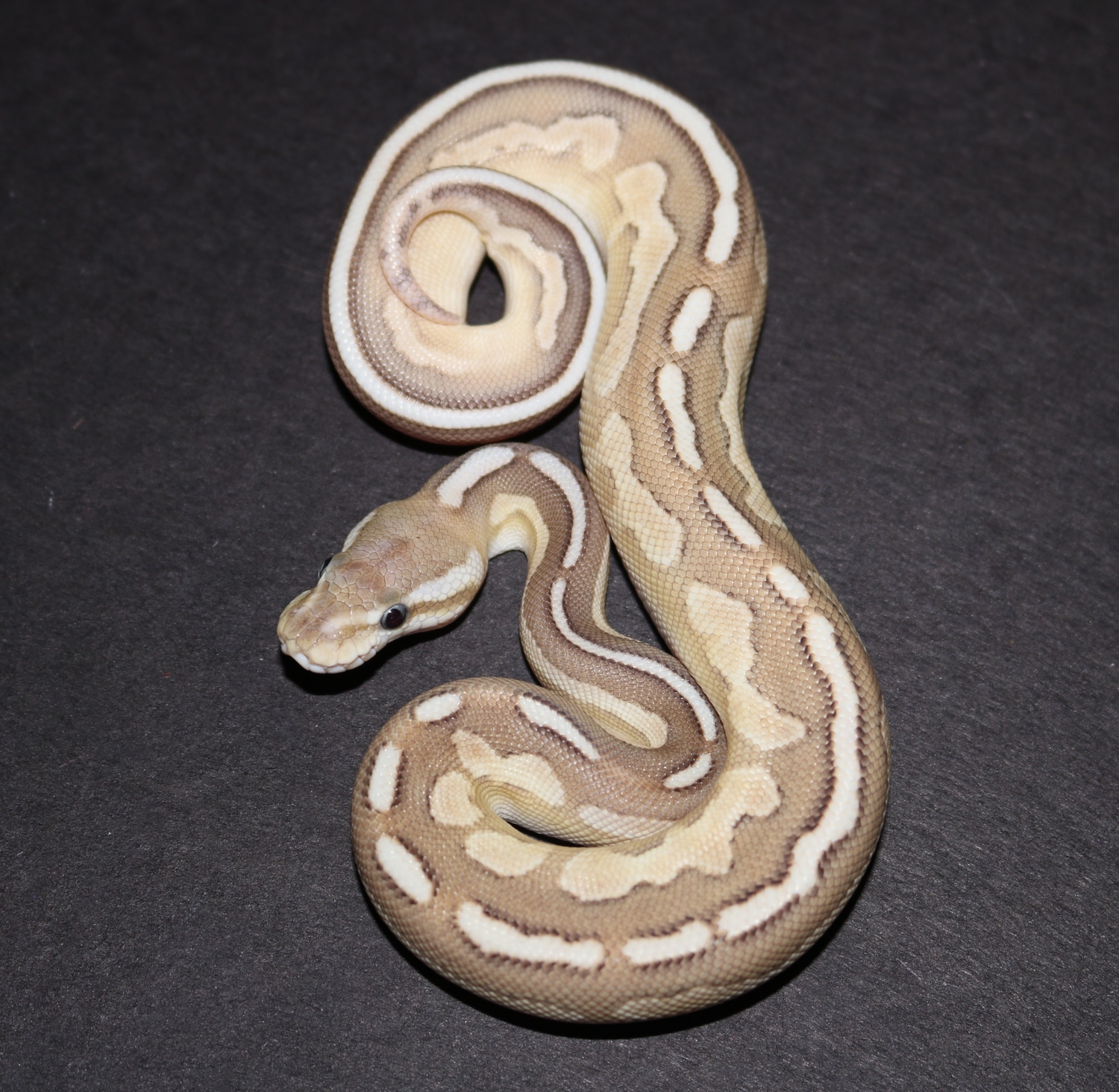 Cinnamon Lesser Fire Ball Python by Wards World Of Reptile Propagation ...