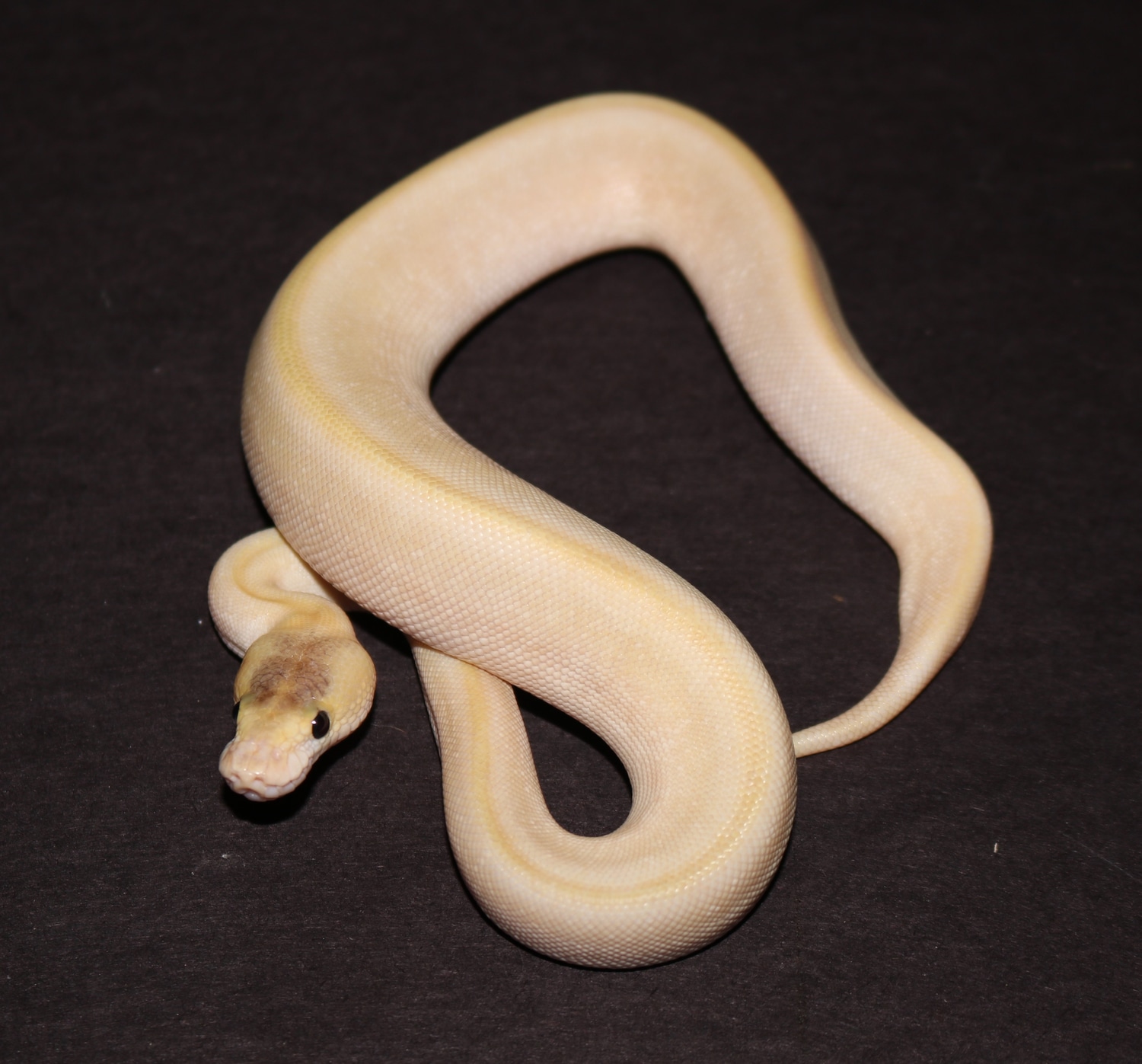 Champagne Pastel Ball Python by Wards World Of Reptile Propagation ...
