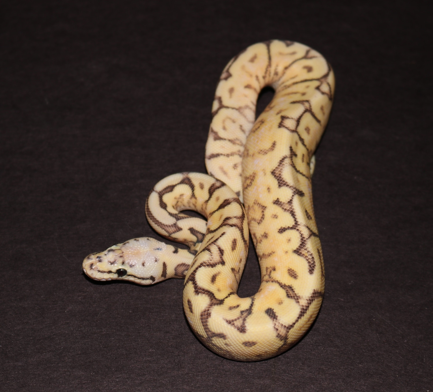 Super Pastel Spider Yellowbelly Ball Python by Wards World Of Reptile ...