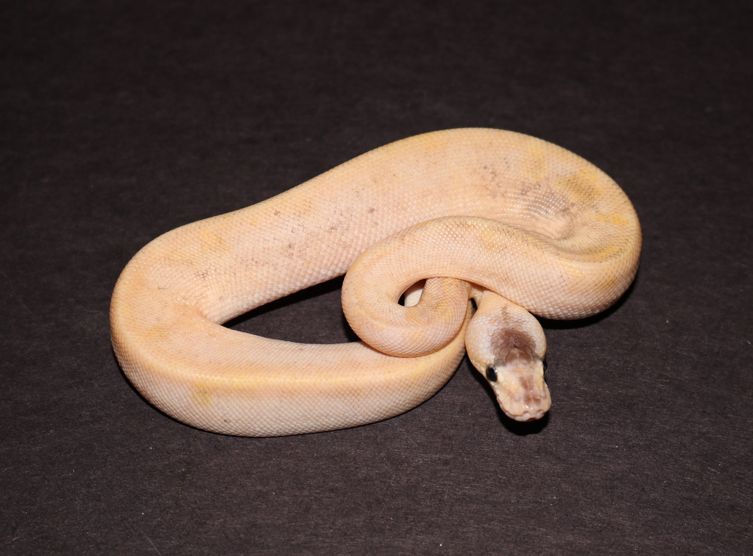 Pastel Enchi Champagne Ball Python by Wards World Of Reptile