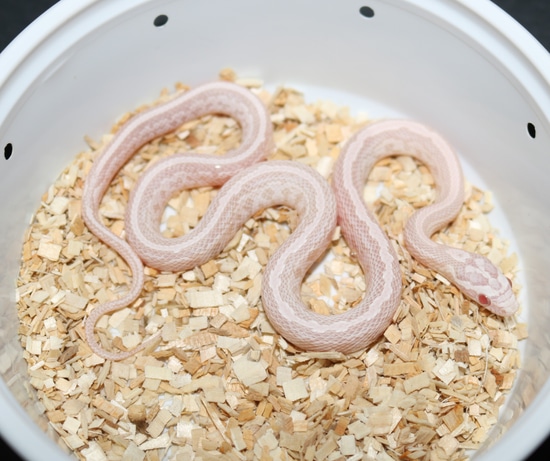 Tessera Pink Coral Snow Corn Snake by Wards World Of Reptile Propagation
