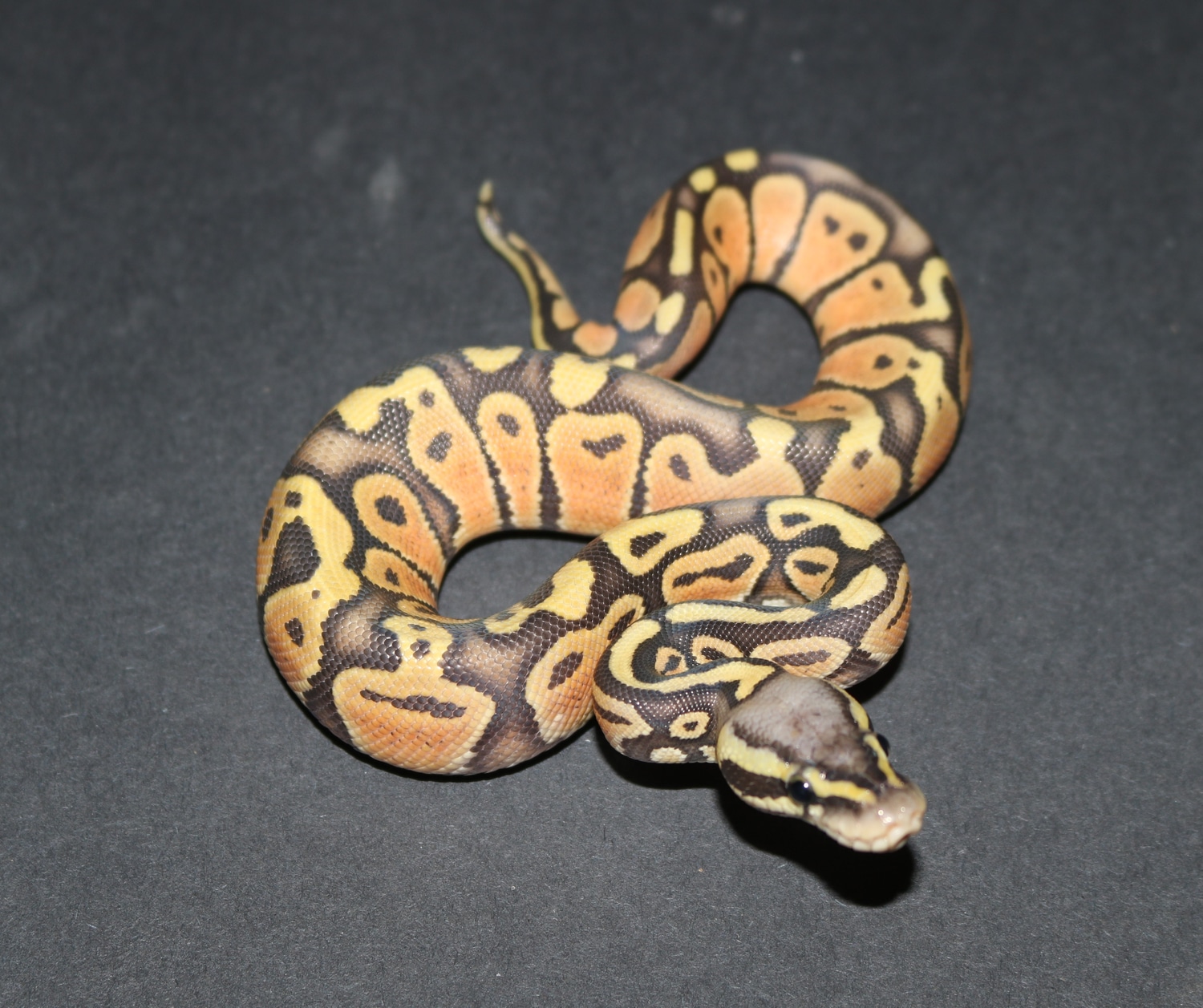 Pastel Ghost Ball Python by Wards World Of Reptile Propagation ...