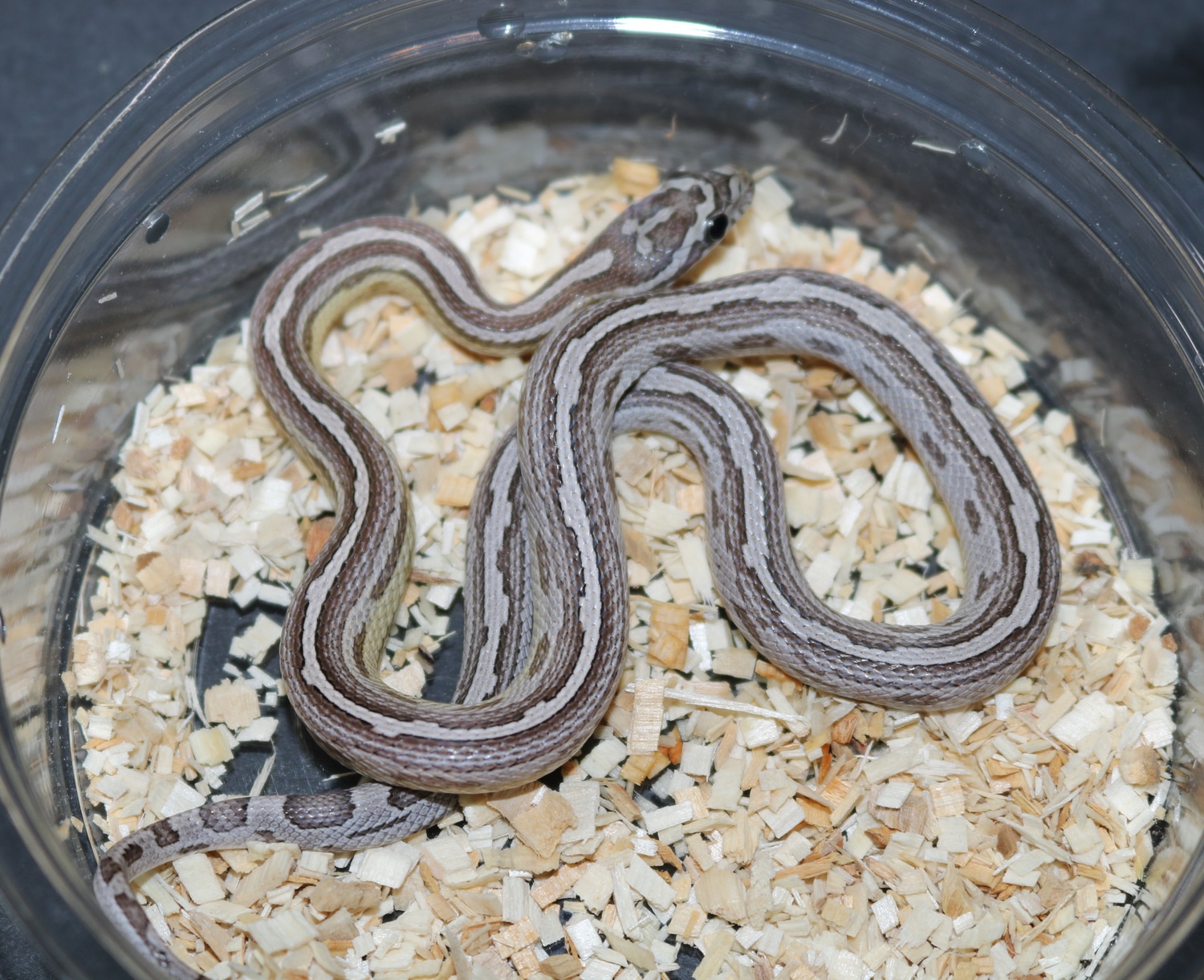 Motley Anery Het Scaleless Corn Snake by Wards World Of Reptile ...