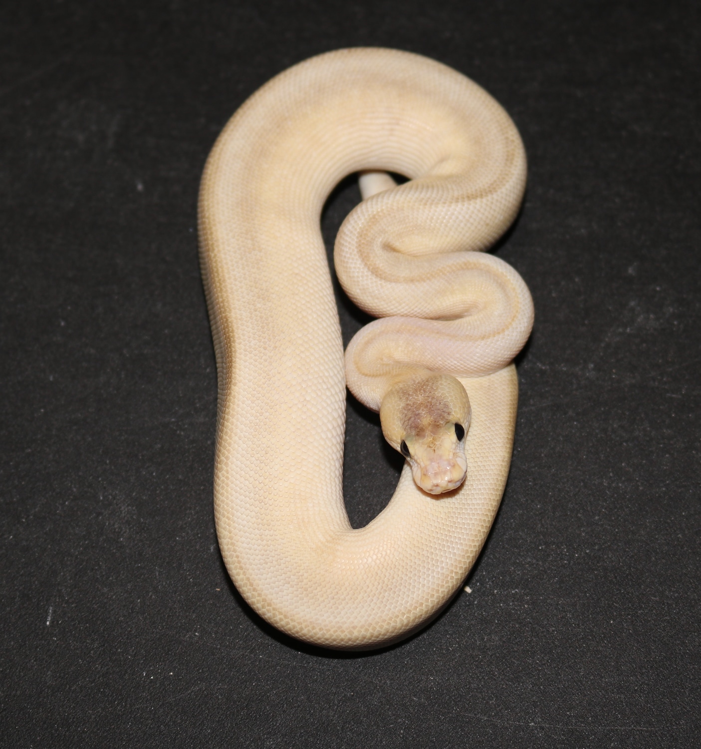 Pastel Champagne Ball Python by Wards World Of Reptile Propagation ...