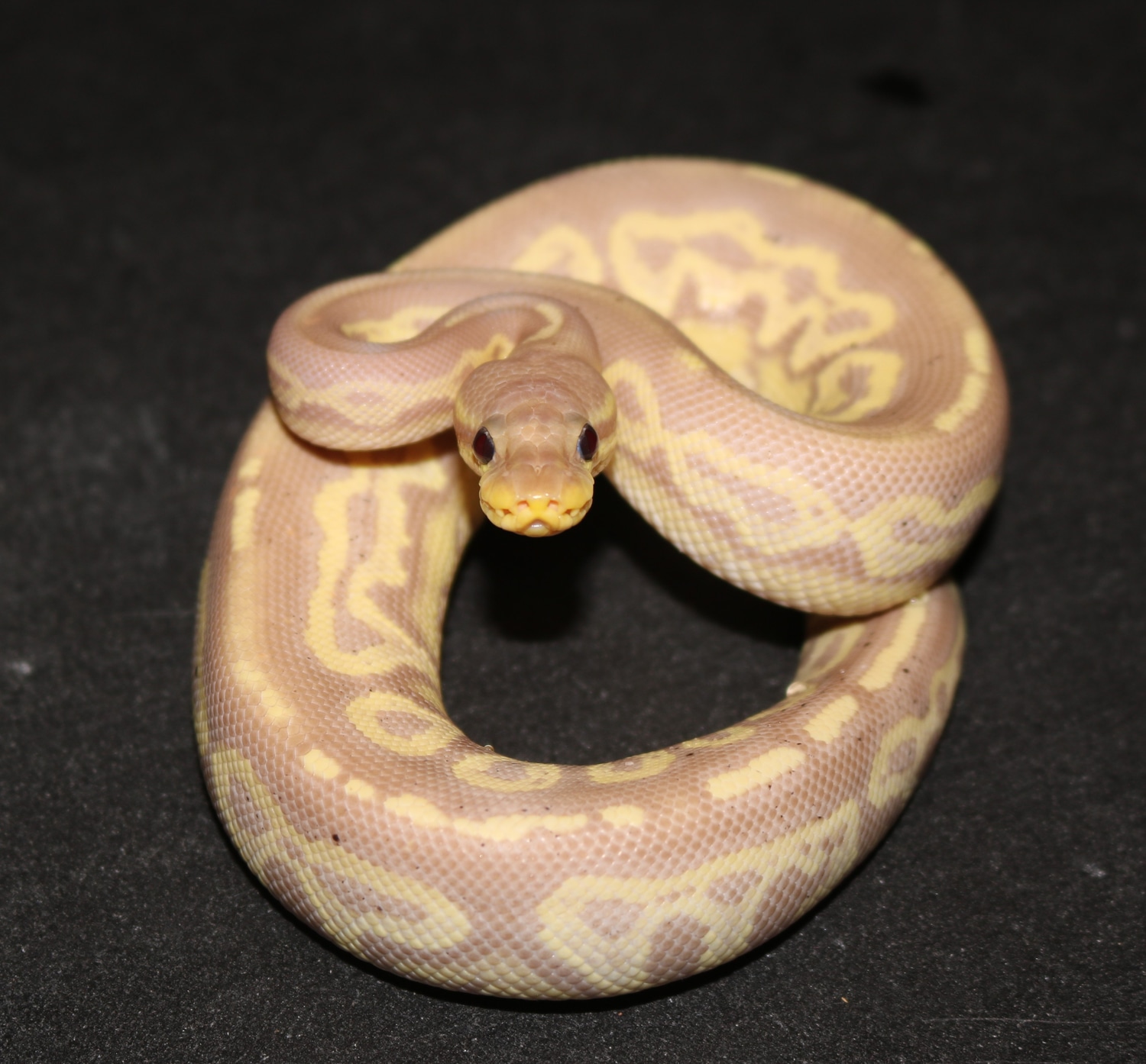 Banana Gargoyle Ball Python by Wards World Of Reptile Propagation