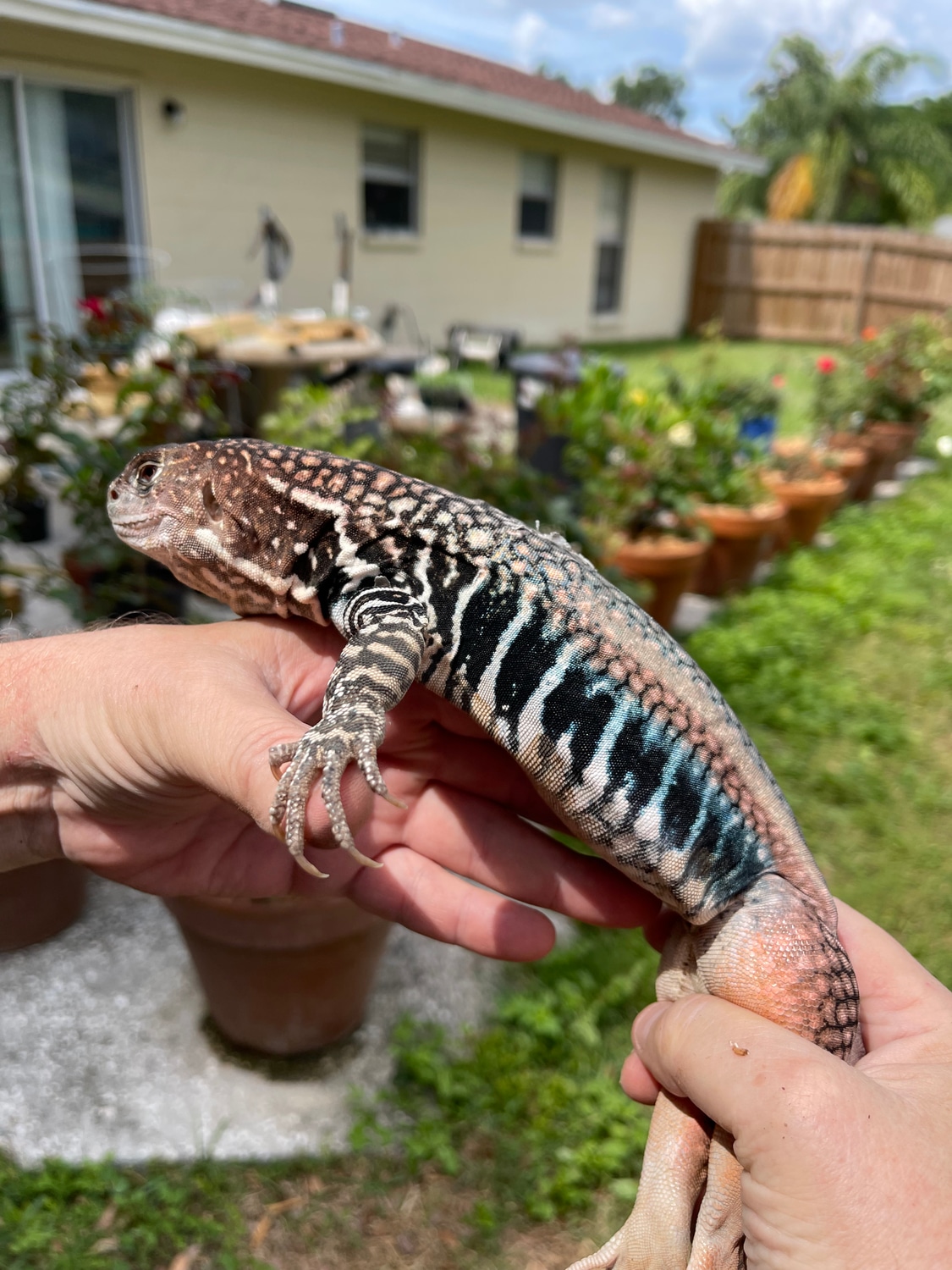 Giant Butterfly Agama More Lizard by Wards World Of Reptile Propagation