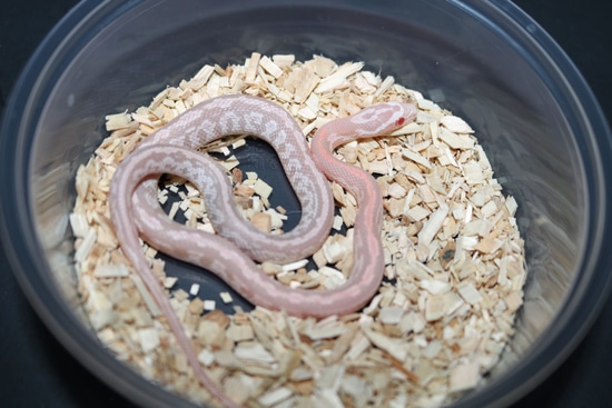 Tessera Pink Coral Snow Corn Snake by Wards World Of Reptile Propagation