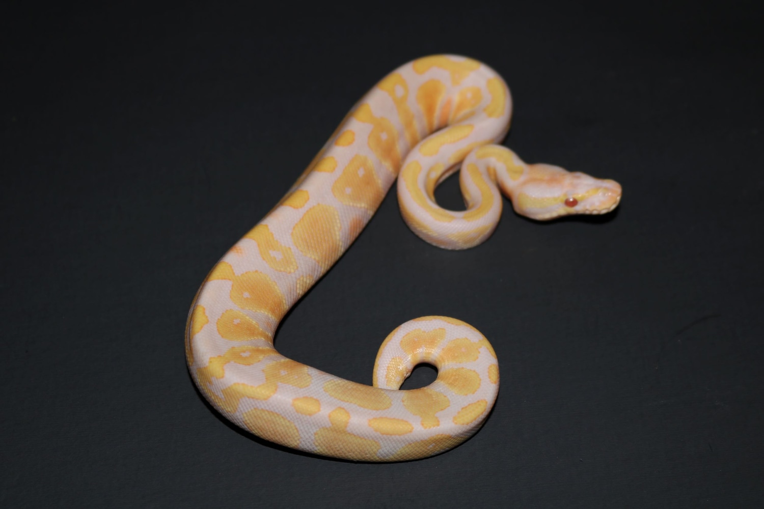 Candy Ball Python by Wards World Of Reptile Propagation - MorphMarket
