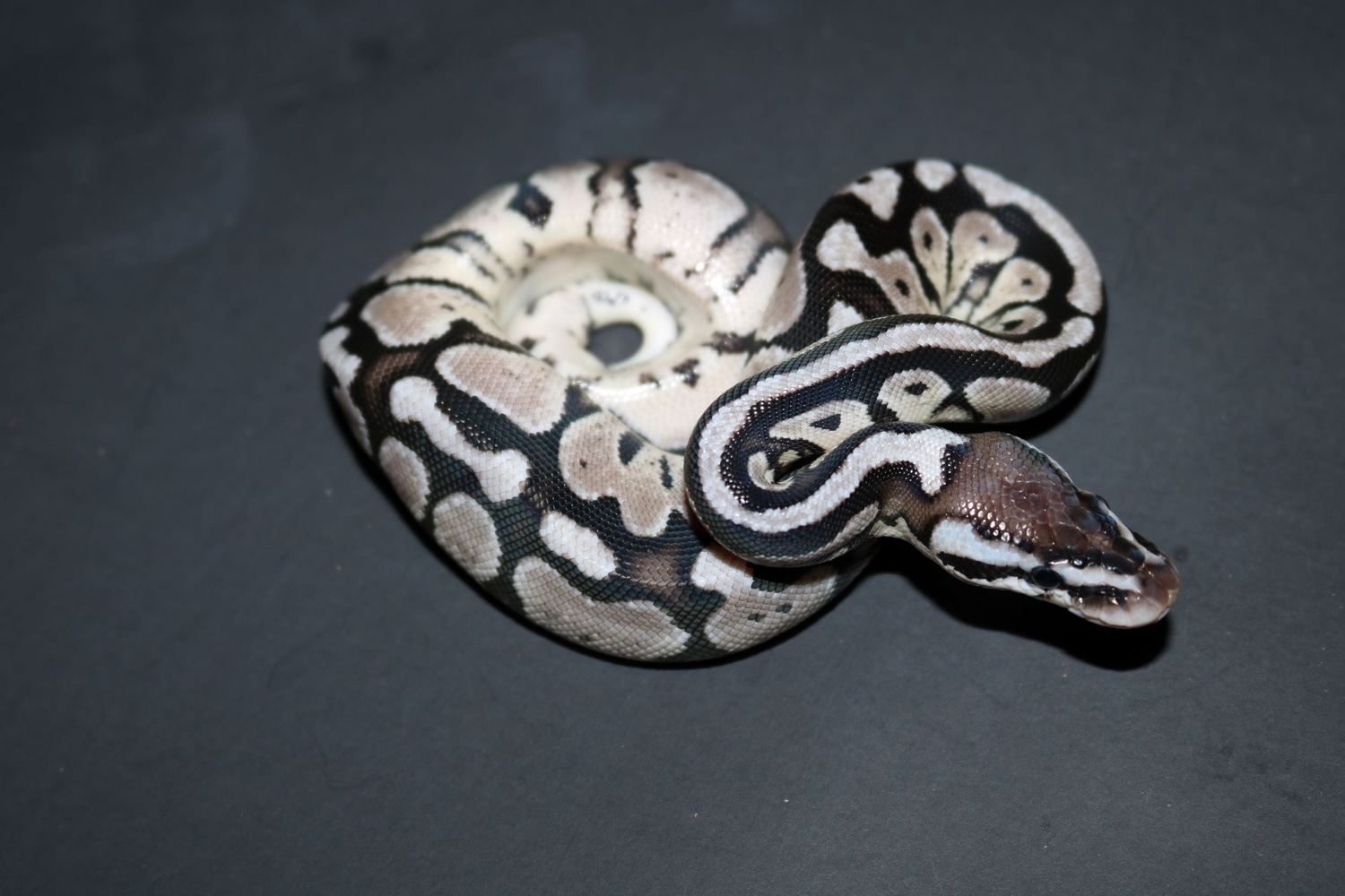 Pastel Vpi Axanthic Ball Python by Wards World Of Reptile Propagation ...