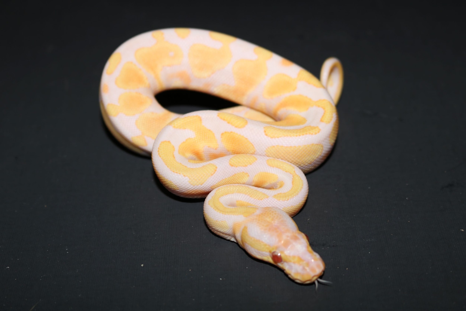 Candy Ball Python by Wards World Of Reptile Propagation - MorphMarket