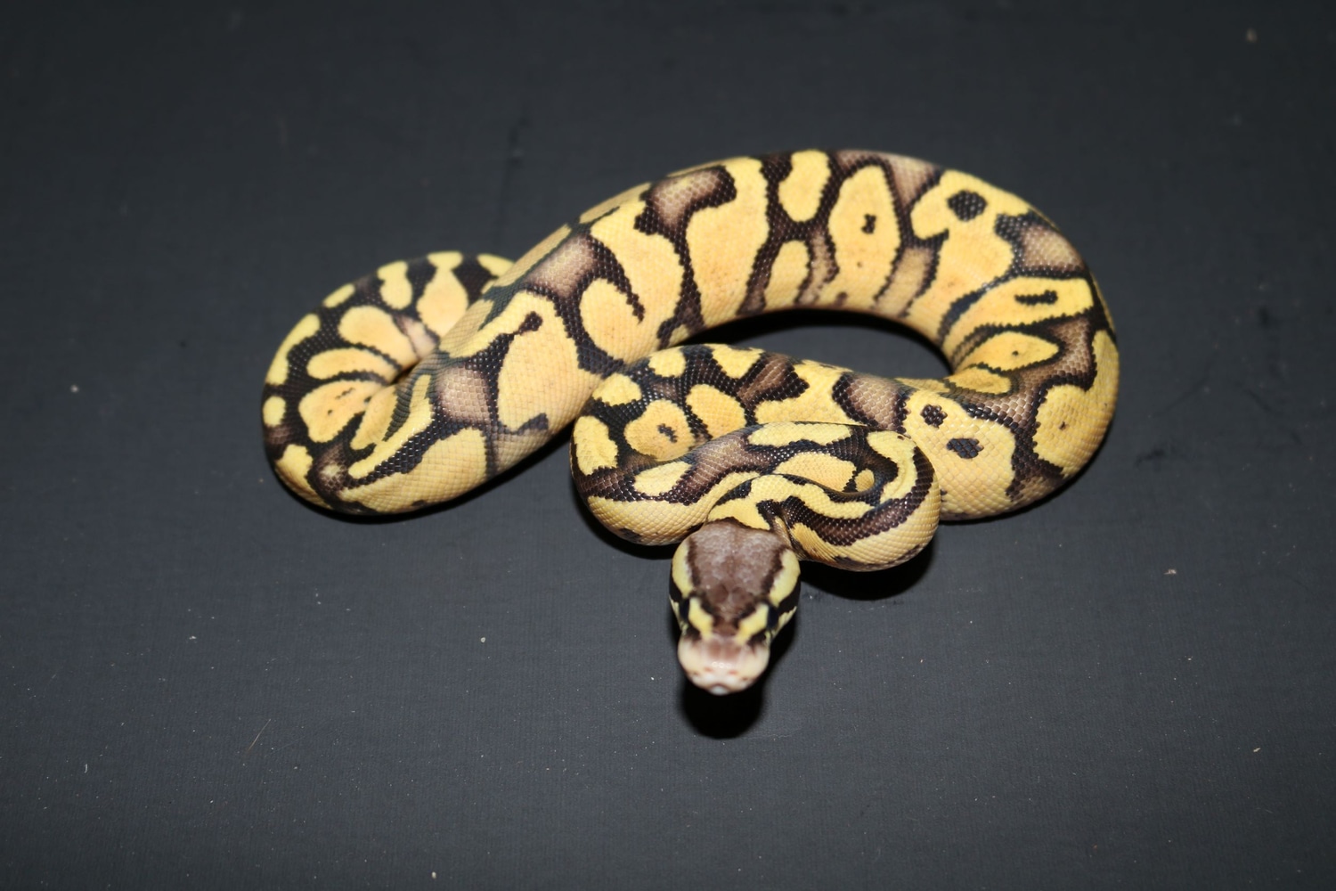 Firefly Het Vpi Axanthic Ball Python by Wards World Of Reptile ...