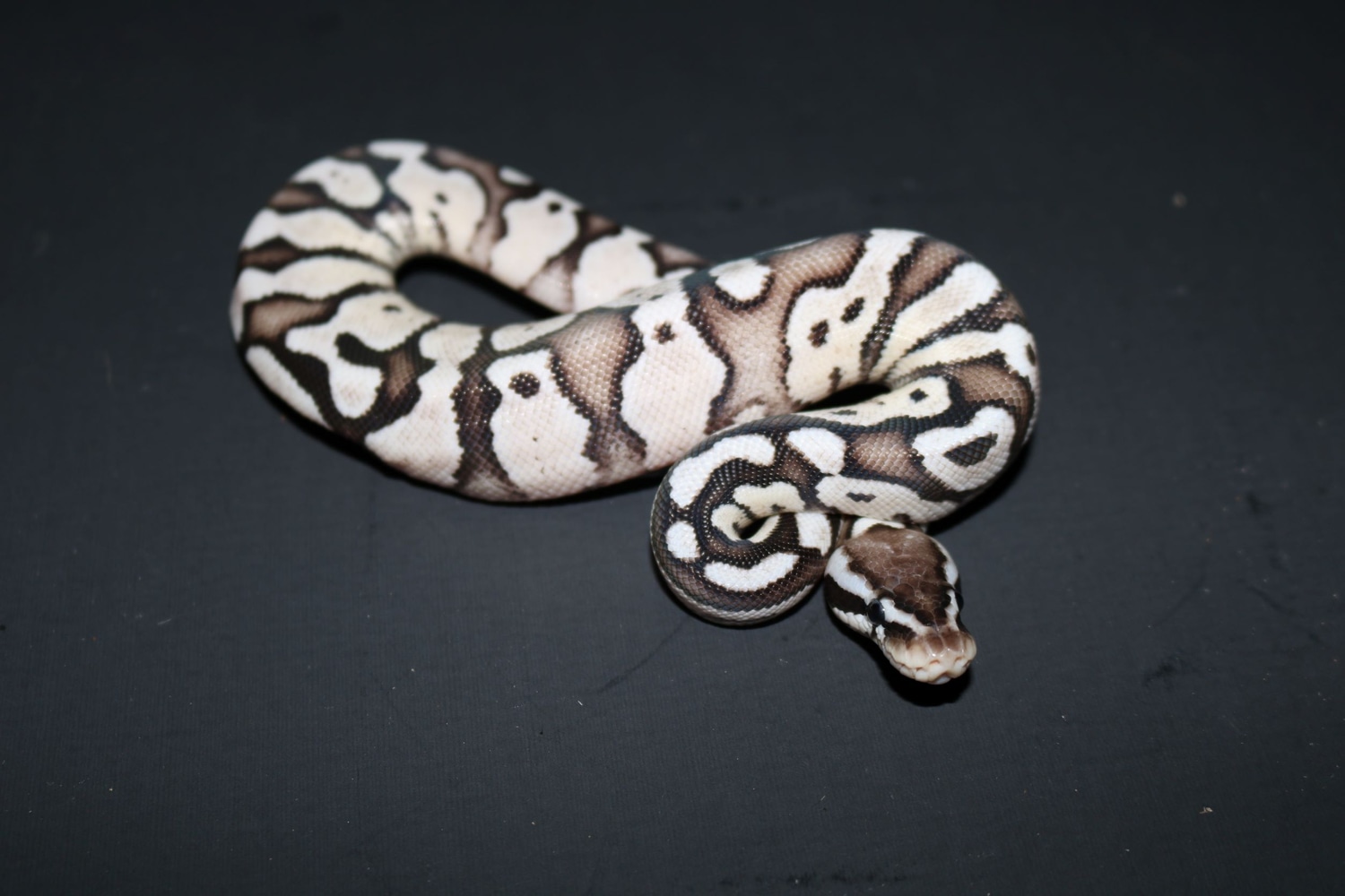 Firefly Vpi Axanthic Ball Python by Wards World Of Reptile Propagation ...