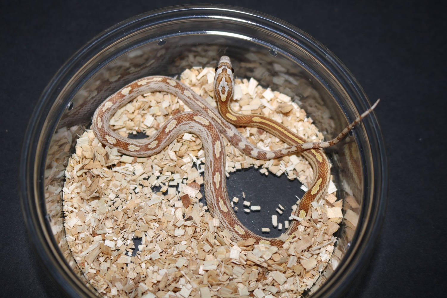 Amber Motley Corn Snake by Wards World Of Reptile Propagation - MorphMarket
