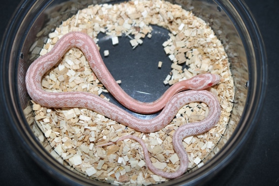 Tessera Pink Coral Snow Corn Snake by Wards World Of Reptile Propagation