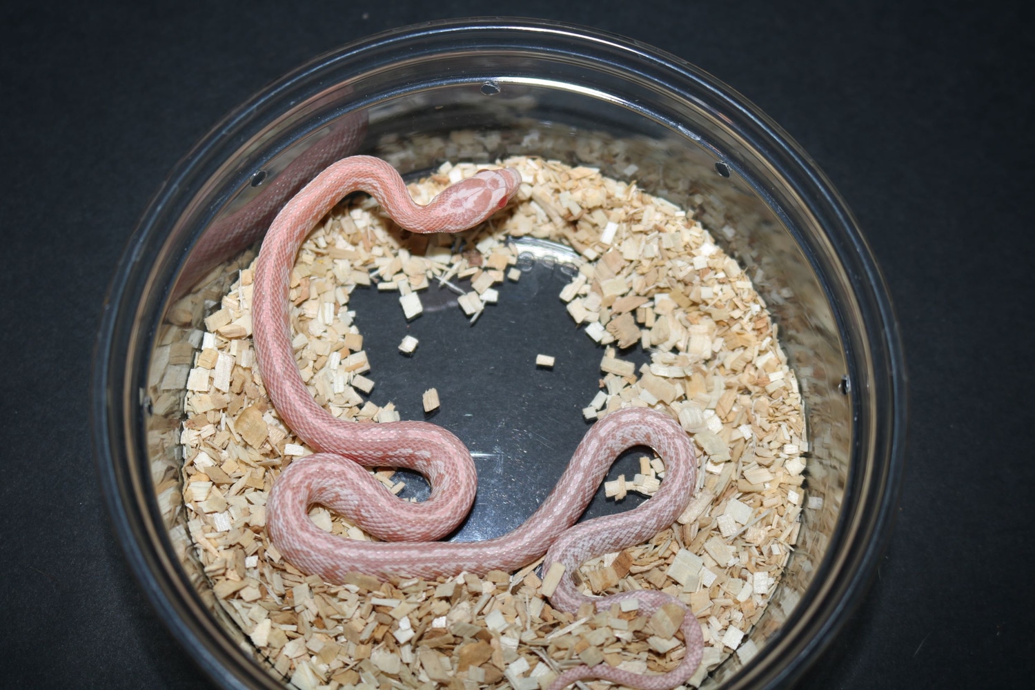 Tessera Pink Coral Snow Corn Snake by Wards World Of Reptile ...