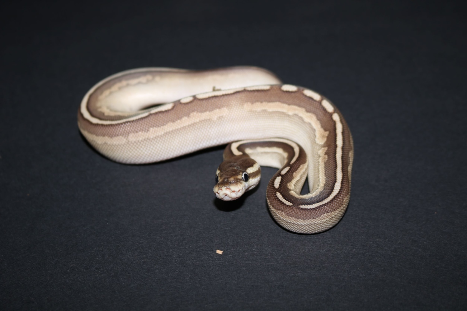 Cinnamon Lesser Ball Python by Wards World Of Reptile Propagation ...