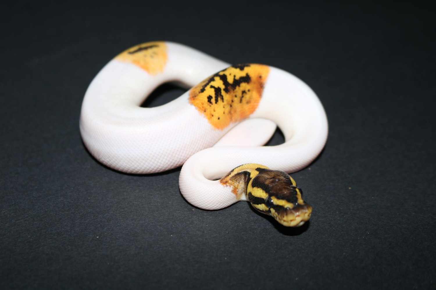 Pastel Pied Ball Python by Wards World Of Reptile Propagation - MorphMarket
