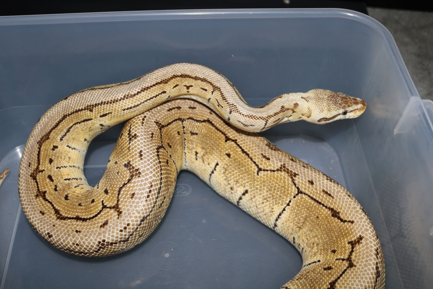 Lemon Blast Ball Python by Wards World Of Reptile Propagation - MorphMarket