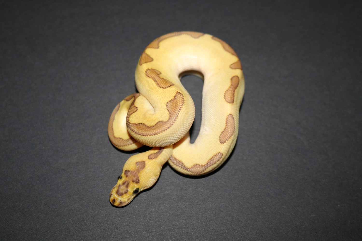 Enchi Lesser Clown Ball Python by Wards World Of Reptile Propagation ...