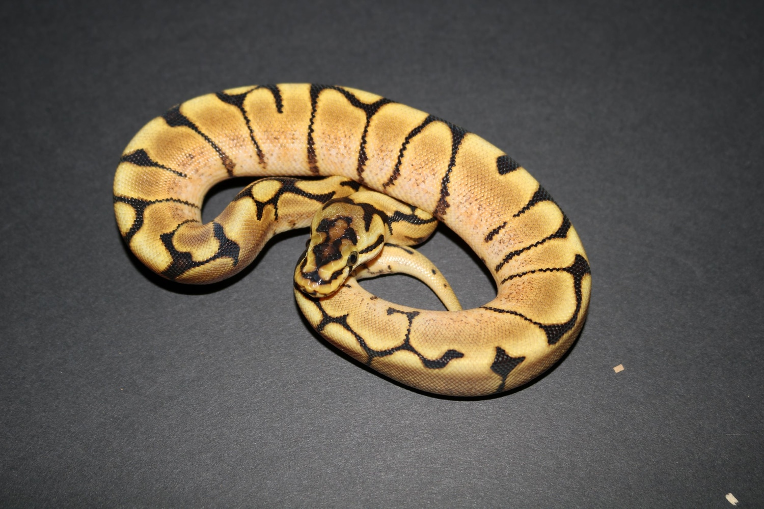 Spider Calico Ball Python by Wards World Of Reptile Propagation ...