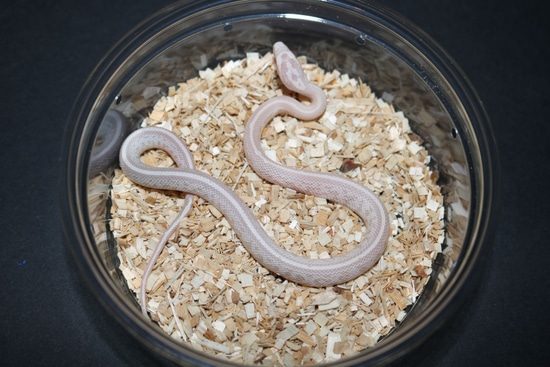 Tessera Pink Coral Snow Corn Snake by Wards World Of Reptile Propagation