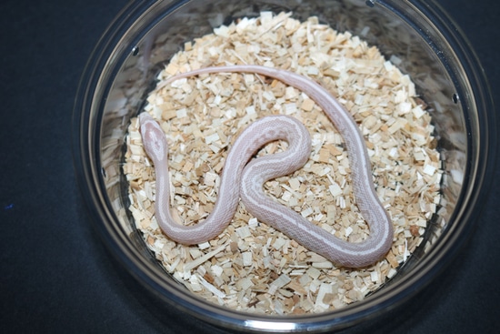 Tessera Pink Coral Snow Corn Snake by Wards World Of Reptile Propagation