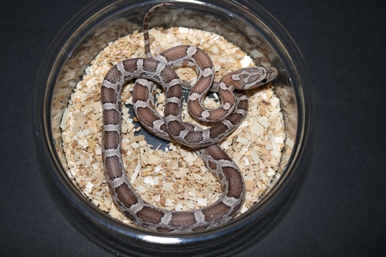 Anery Het Scaleless Corn Snake by Wards World Of Reptile Propagation