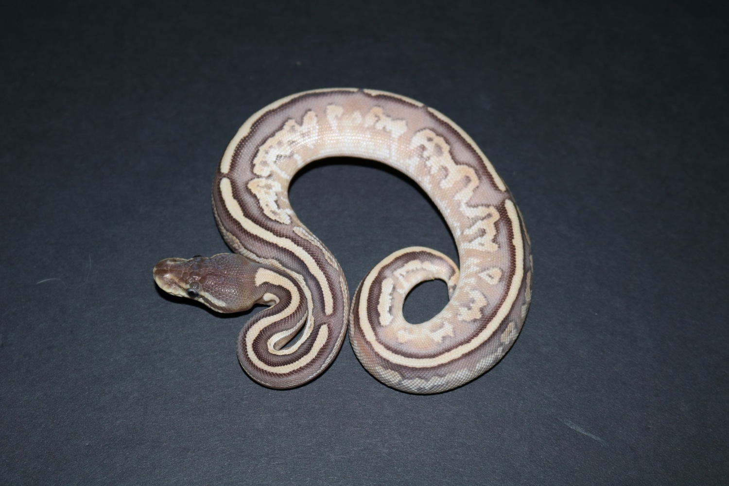 Cinnamon Mojave Fire Ball Python by Wards World Of Reptile Propagation ...