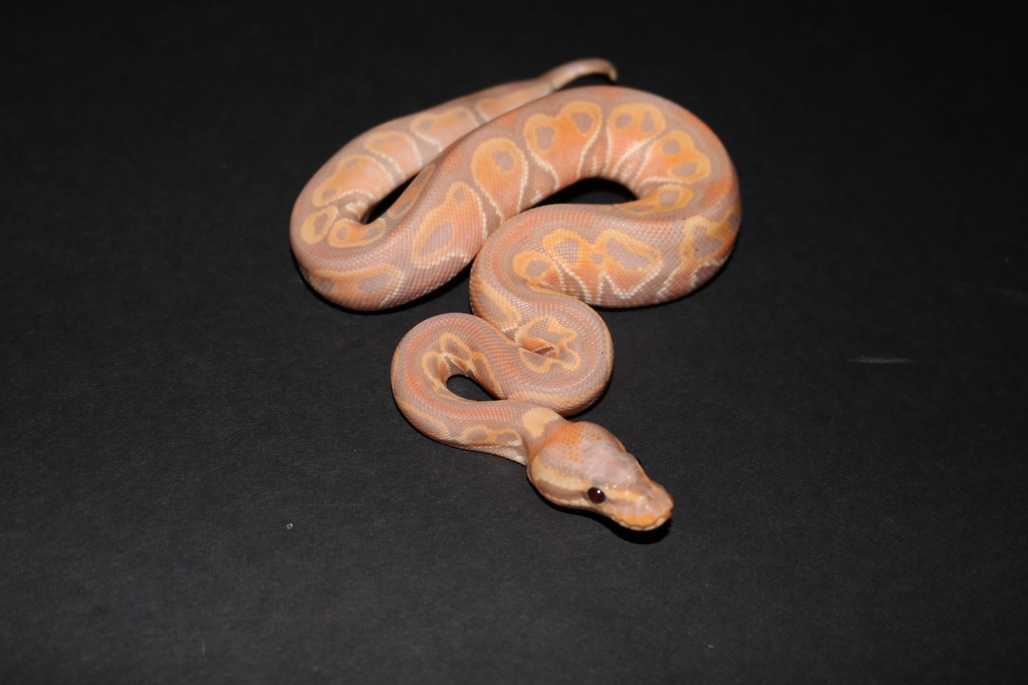 Banana Het Red Axanthic Ball Python by Wards World Of Reptile ...