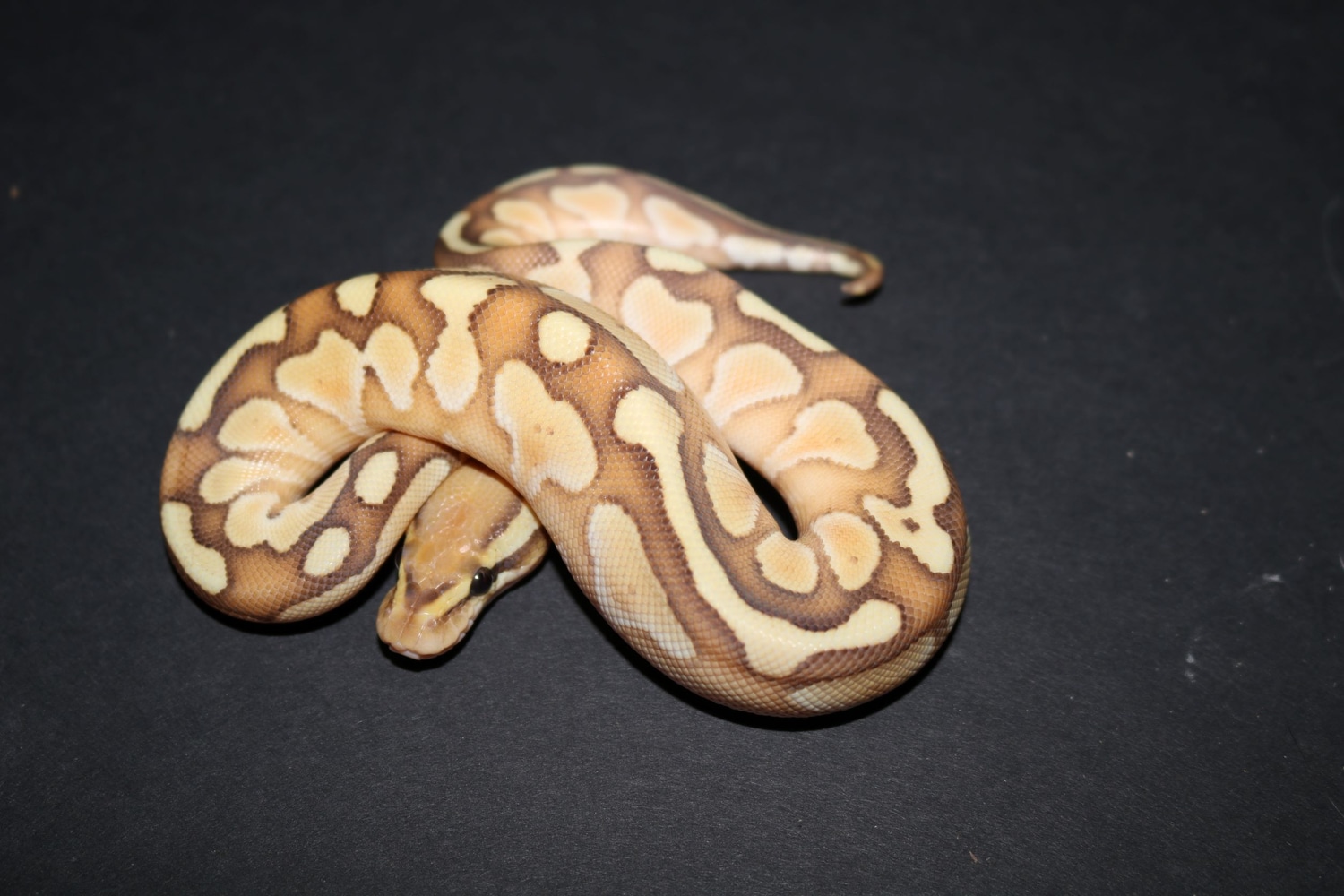 Banana Lesser Ball Python by Wards World Of Reptile Propagation