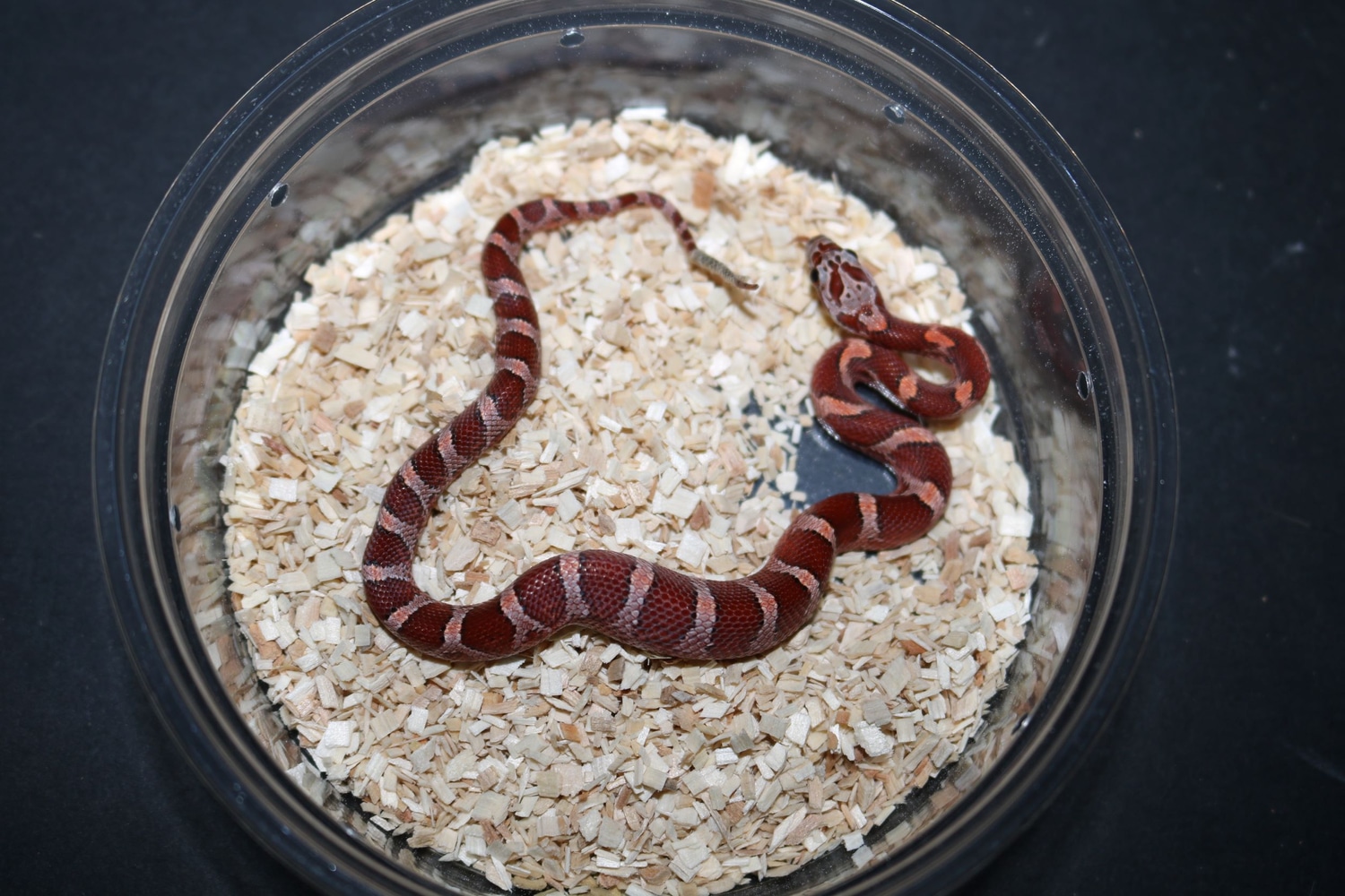 Normal Corn Snake by Wards World Of Reptile Propagation MorphMarket