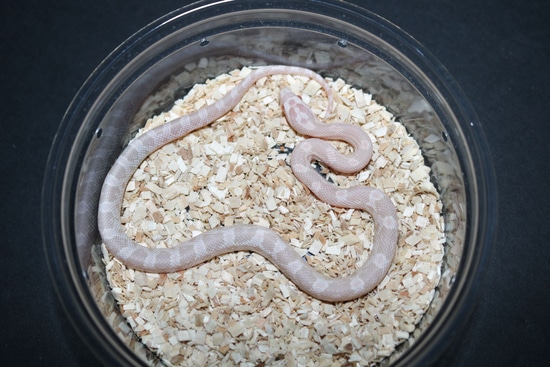 Pink Coral Snow Corn Snake by Wards World Of Reptile Propagation ...