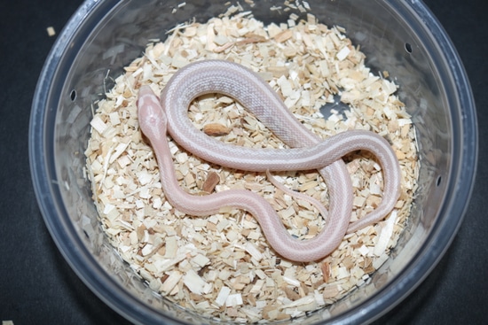 Tessera Pink Coral Snow Corn Snake by Wards World Of Reptile Propagation