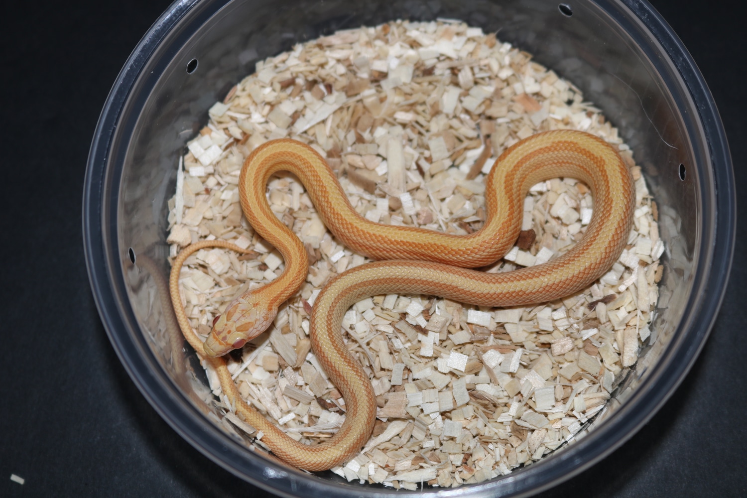 Striped Creamsicle Corn Snake by Wards World Of Reptile Propagation