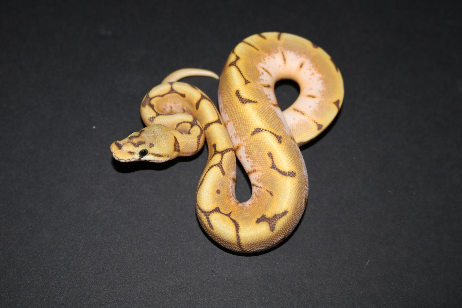 Honey Bee Ball Python by Wards World Of Reptile Propagation - MorphMarket