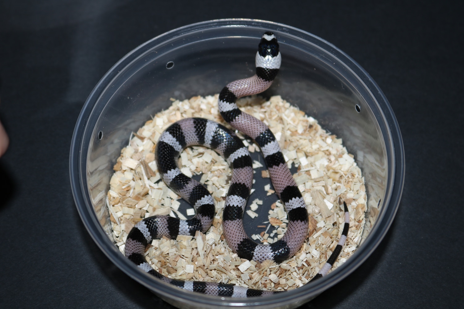 Anery Honduran Milk Snake by Wards World Of Reptile Propagation