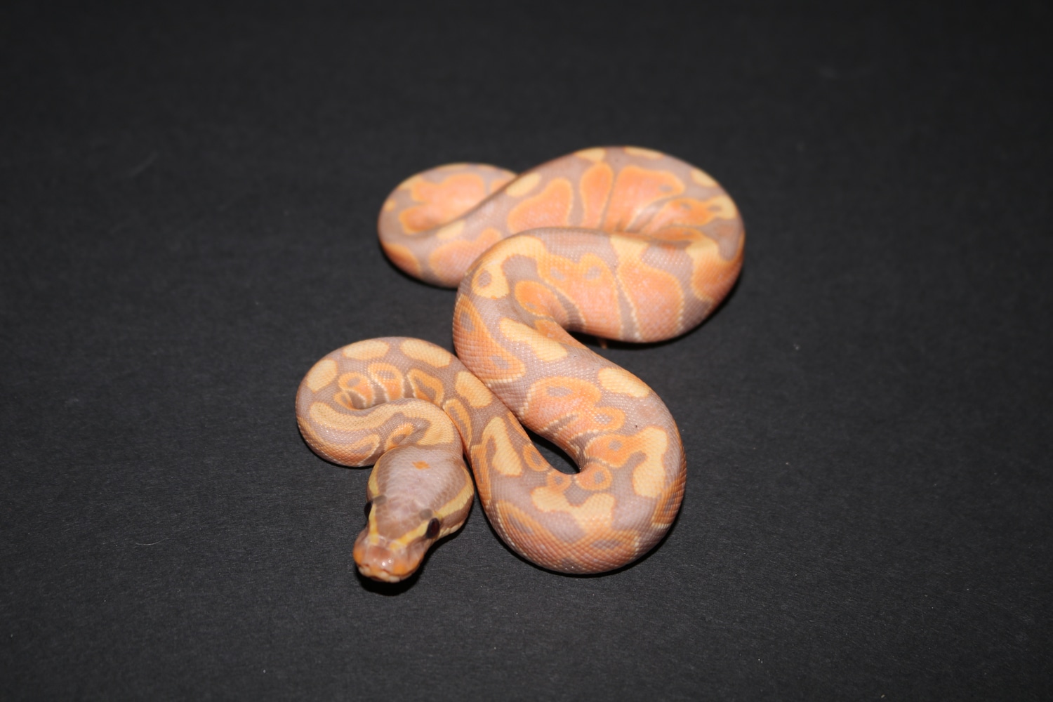 Banana Het Albino Ball Python by Wards World Of Reptile Propagation