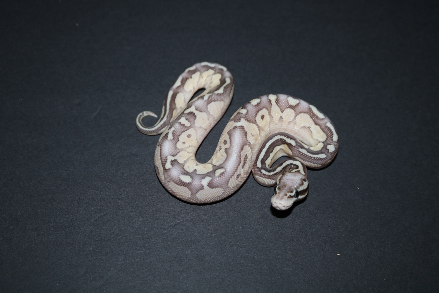 Pastel Lesser Fire Double Het Desert Ghost Vpi Axanthic Ball Python by ...