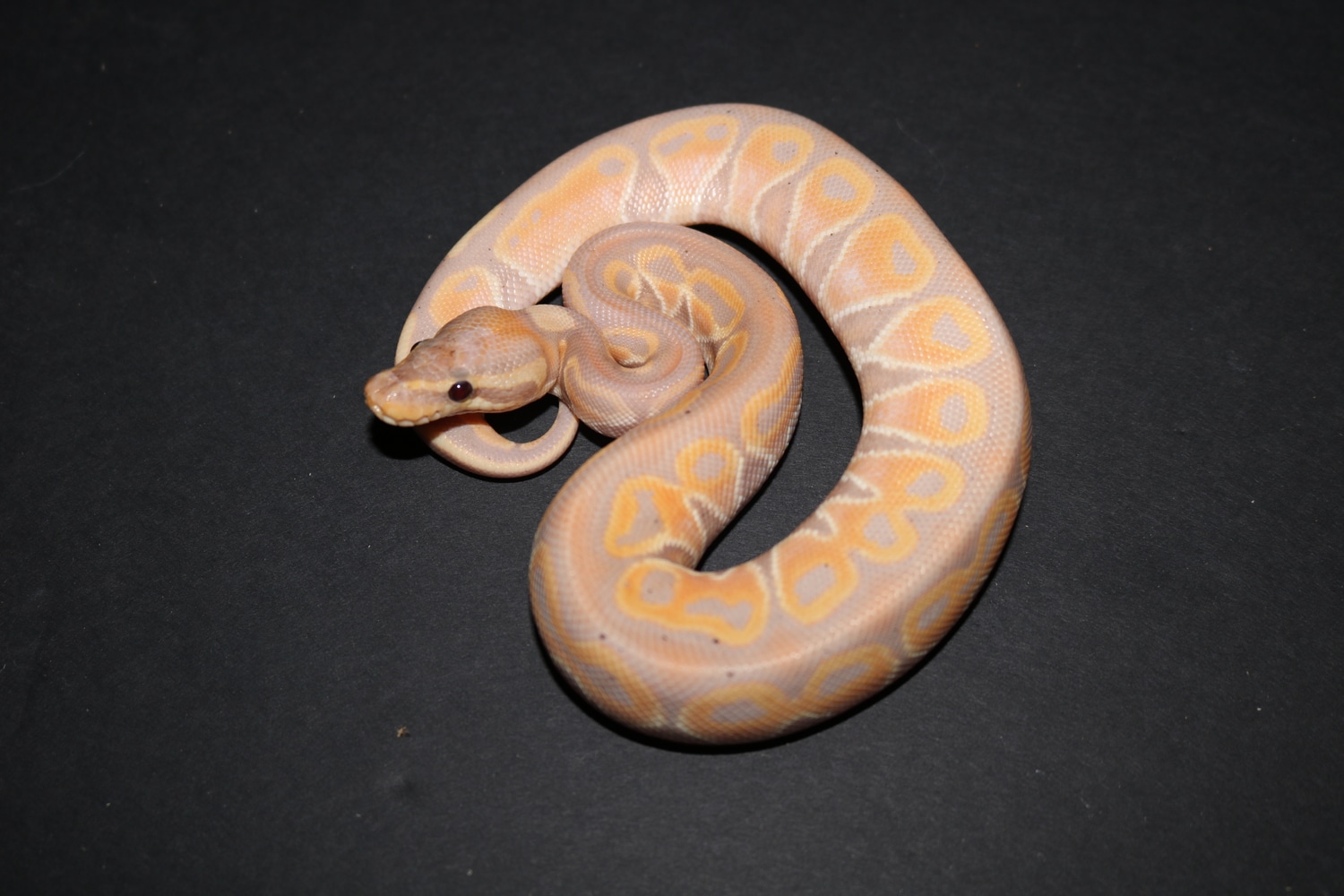 Banana Het Red Axanthic Ball Python by Wards World Of Reptile