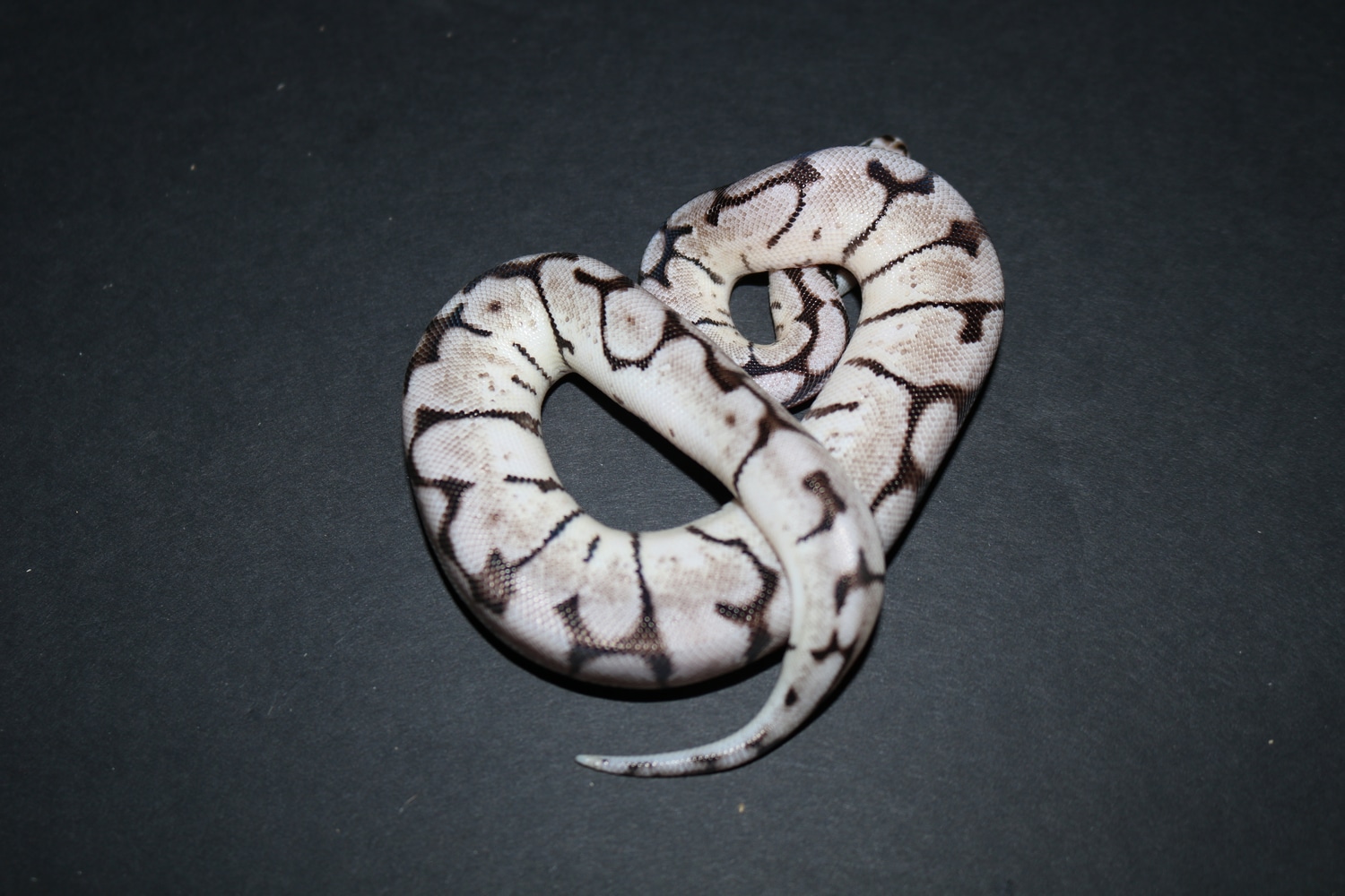 Zebra Bee Ball Python by Wards World Of Reptile Propagation - MorphMarket