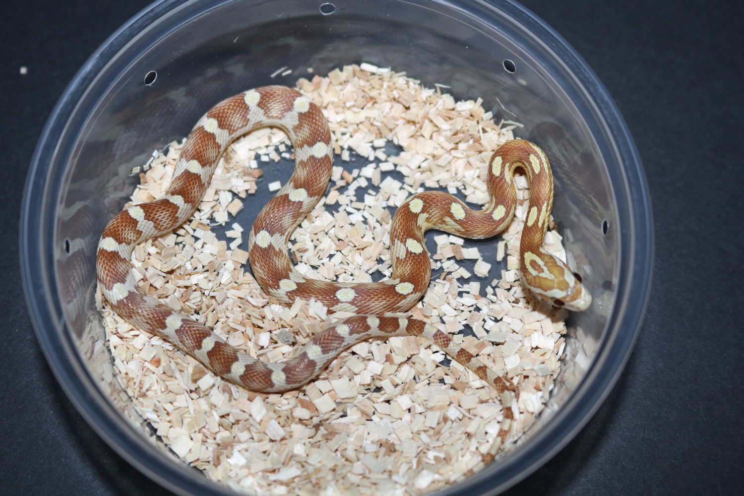 Motley Gold Dust Corn Snake by Wards World Of Reptile Propagation MorphMarket