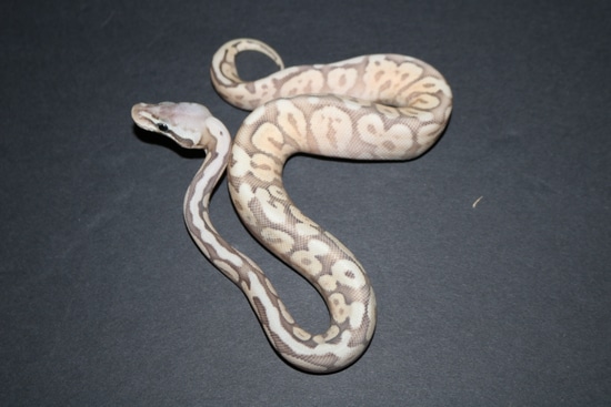 Pewter Spider Ghost Ball Python by Wards World Of Reptile Propagation