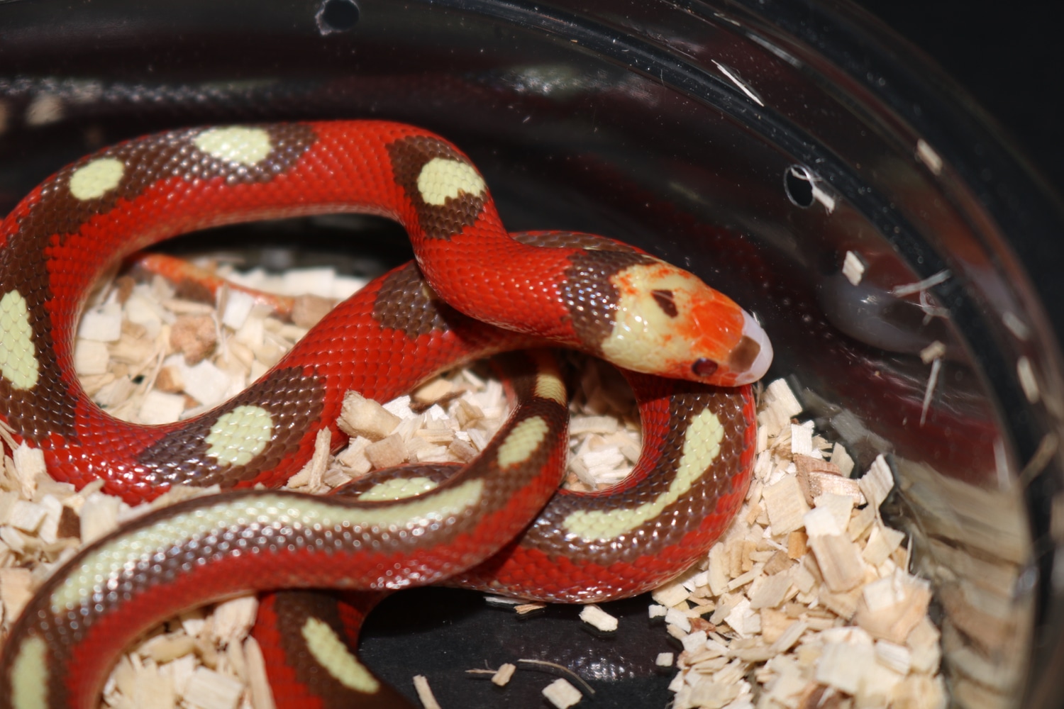 T+ Splotched Nelson's Milk Snake by Wards World Of Reptile Propagation