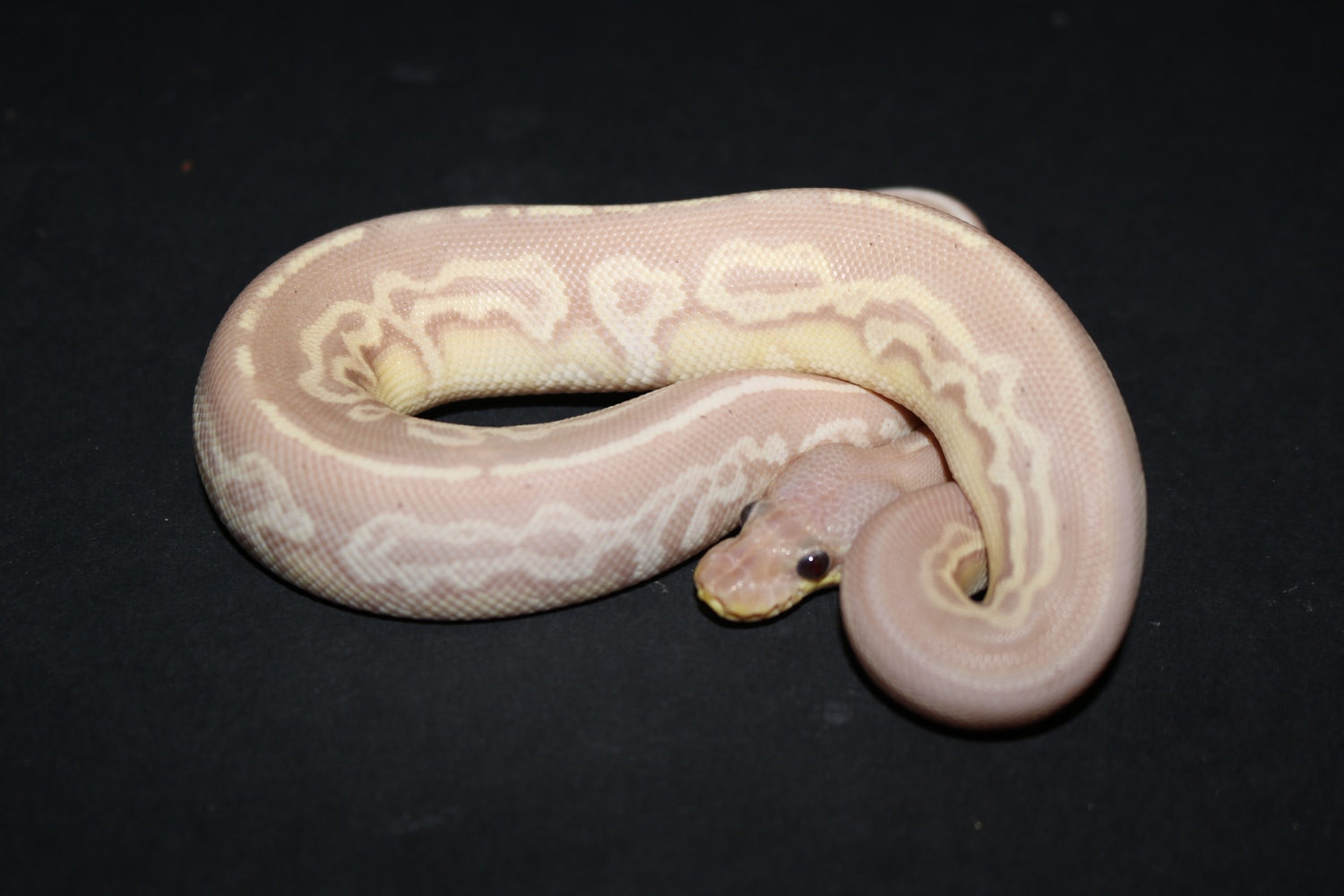 Banana Gargoyle Ball Python by Wards World Of Reptile Propagation