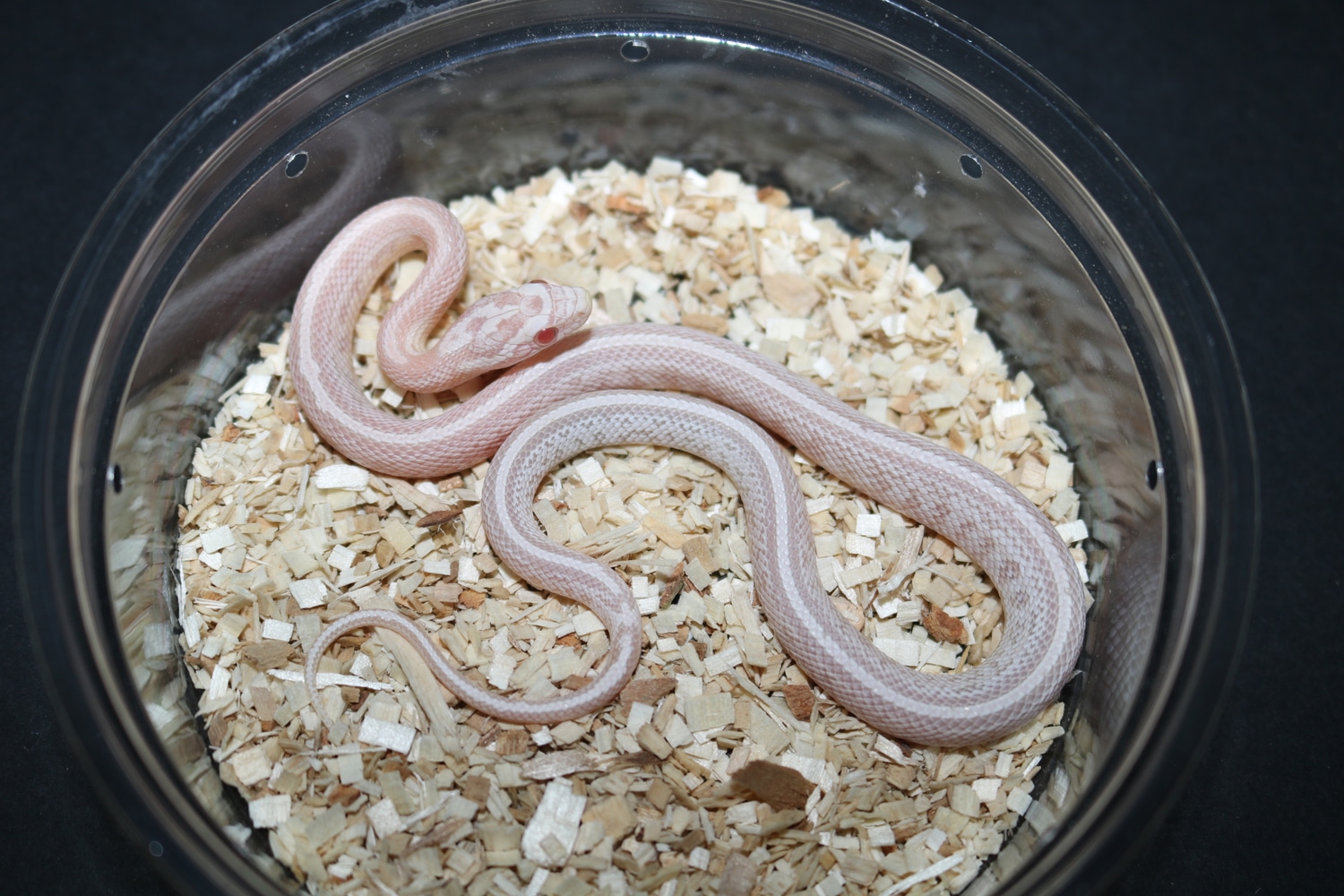 Tessera Pink Coral Snow Corn Snake by Wards World Of Reptile ...