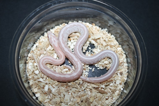 Tessera Pink Coral Snow Corn Snake by Wards World Of Reptile Propagation
